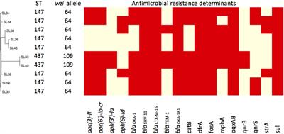 Characterizing Mobilized Virulence Factors and Multidrug Resistance Genes in Carbapenemase-Producing Klebsiella pneumoniae in a Sri Lankan Hospital